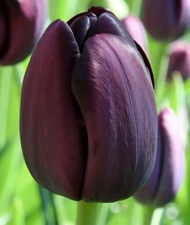Tulipe Queen of Night - Acheter les bulbes de Tulipes Noires