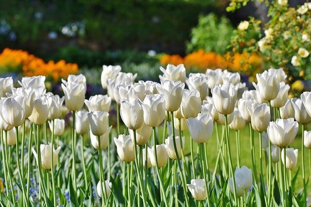 Lot de 30 bulbes de tulipes blanches : Achat bulbes à fleurs - Mes Tulipes  - Le guide Tulipophile