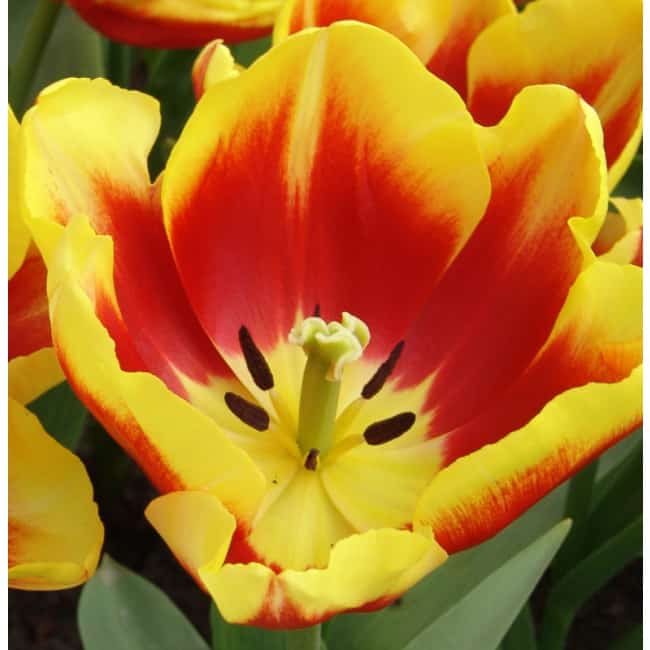 Lot De Tissus Neufs - Motif Tulipes Rouges Sur Fond Jaune, 4 Bandes De 1,05m X 0,62m (total 4,20m)