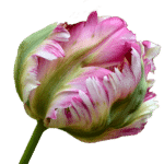 acheter des bulbes de tulipes perroquet