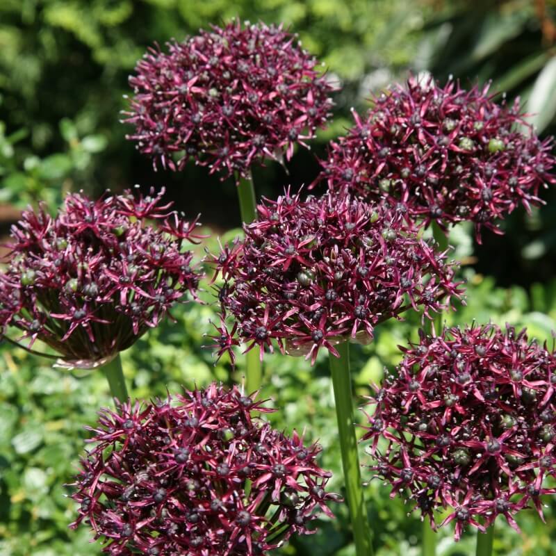 Allium Atropurpureum Mes Tulipes Le Guide Tulipophile