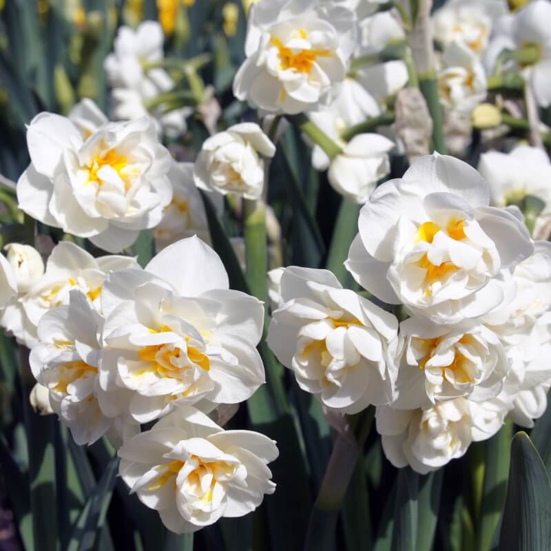 Narcisse Bridal Crown - Jonquille blanche à coeur jaune