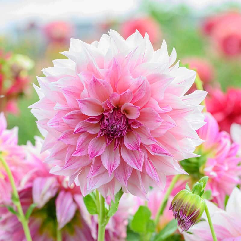 Elegantes Dahlie Cafe Au Lait Royal Bilder